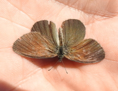 Coenonympha