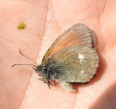 Coenonympha