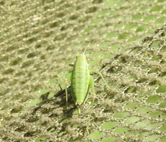 Poecilimon intermedius