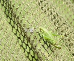 Poecilimon intermedius