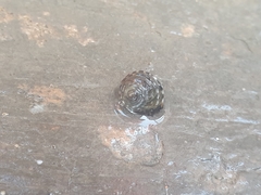 Littorina brevicula
