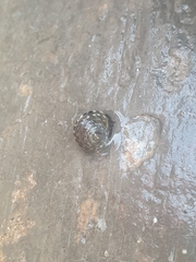 Littorina brevicula