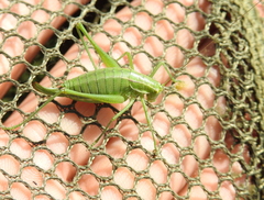 Poecilimon intermedius