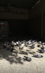 Columba livia domestica