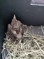 Turdus pilaris