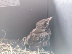 Turdus pilaris