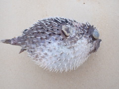 Diodon liturosus
