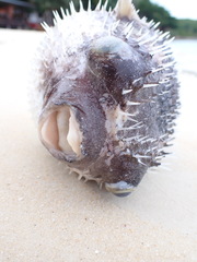 Diodon liturosus