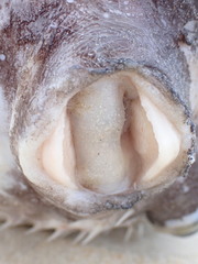 Diodon liturosus