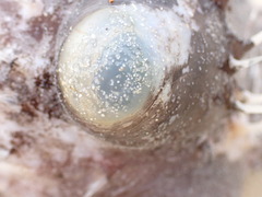 Diodon liturosus