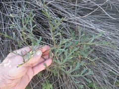 Pelargonium multiradiatum