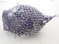 Diodon liturosus
