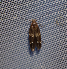 Mompha subbistrigella