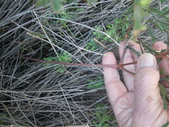 Pelargonium multiradiatum