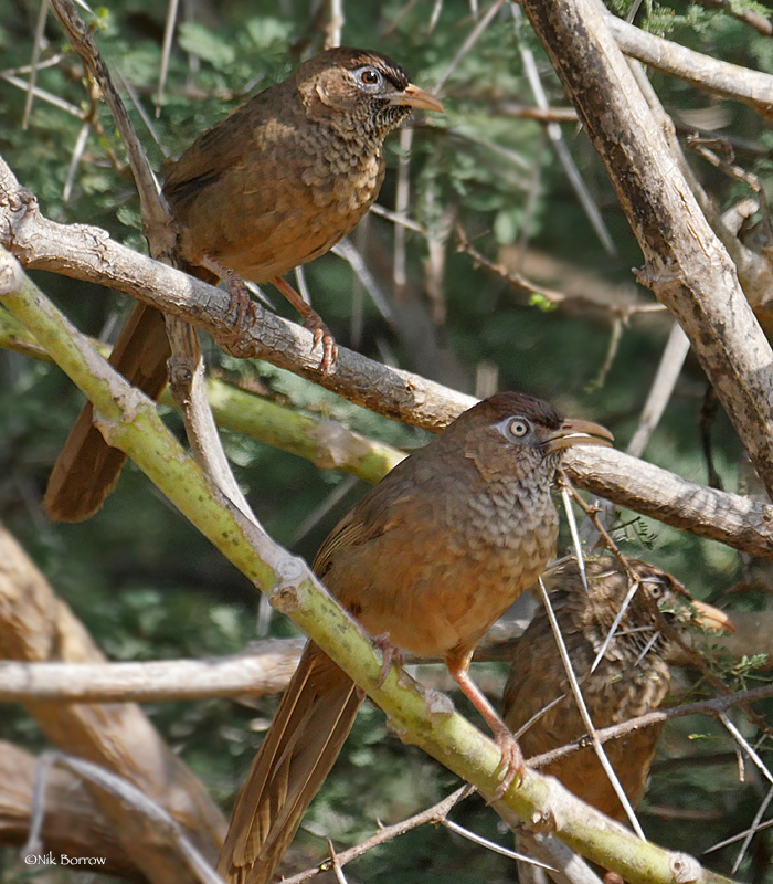 Scaly Chatterer (Argya aylmeri) photo