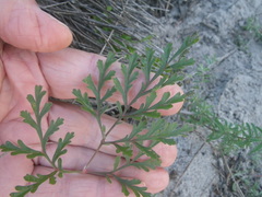 Pelargonium multiradiatum
