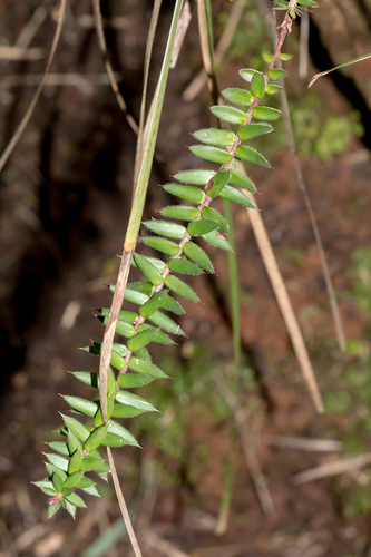 Acrotriche prostrata (Acrotriche prostrata)