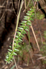 Acrotriche prostrata