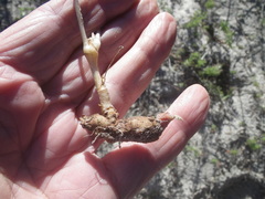 Pelargonium multiradiatum