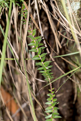 Acrotriche prostrata
