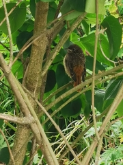 Phoenicurus phoenicurus