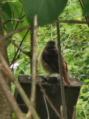 Phoenicurus phoenicurus