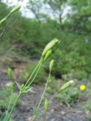 Silene chlorifolia