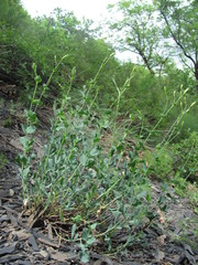 Silene chlorifolia
