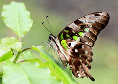 Graphium agamemnon