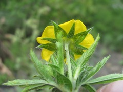 Potentilla recta obscura