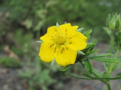 Potentilla recta obscura
