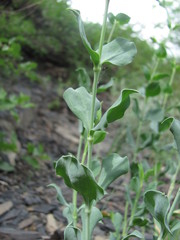 Silene chlorifolia
