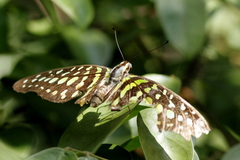 Graphium agamemnon