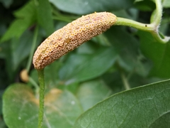 Puccinia alnetorum