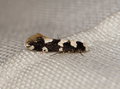 Neurothaumasia ankerella