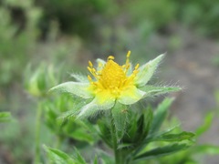 Potentilla recta obscura