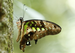 Graphium agamemnon