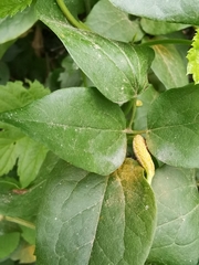 Puccinia alnetorum