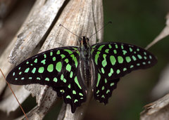 Graphium agamemnon