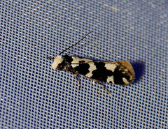 Neurothaumasia ankerella