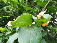 Puccinia alnetorum