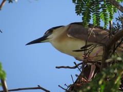 Nycticorax caledonicus