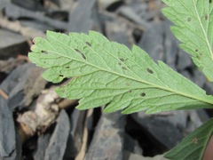 Potentilla recta obscura