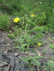 Potentilla recta obscura