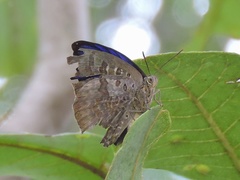 Arhopala amantes