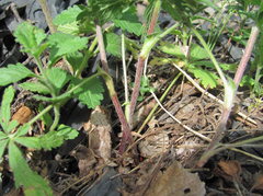 Potentilla recta obscura