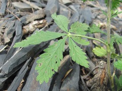 Potentilla recta obscura