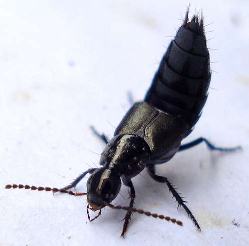 Philonthus cognatus, photo 6 of 7