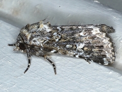 Ectopatria horologa