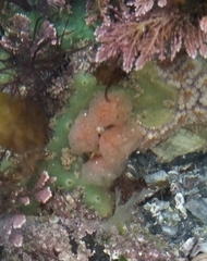 Morchellium argus